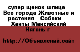 супер щенок шпица - Все города Животные и растения » Собаки   . Ханты-Мансийский,Нягань г.